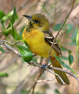 Orchard Oriole 1st-year male